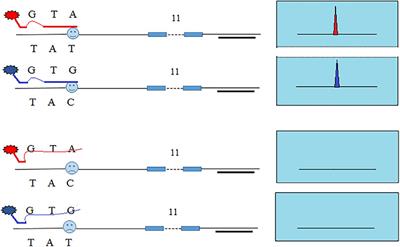A Novel SNP-STR System Based on a Capillary Electrophoresis Platform
